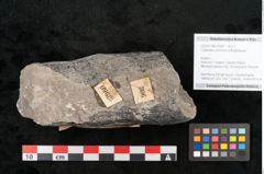 Foto (Objekt + Etikett) von Calamites communis Ettingshausen (NHMW-GEO-2024-0188-10960)